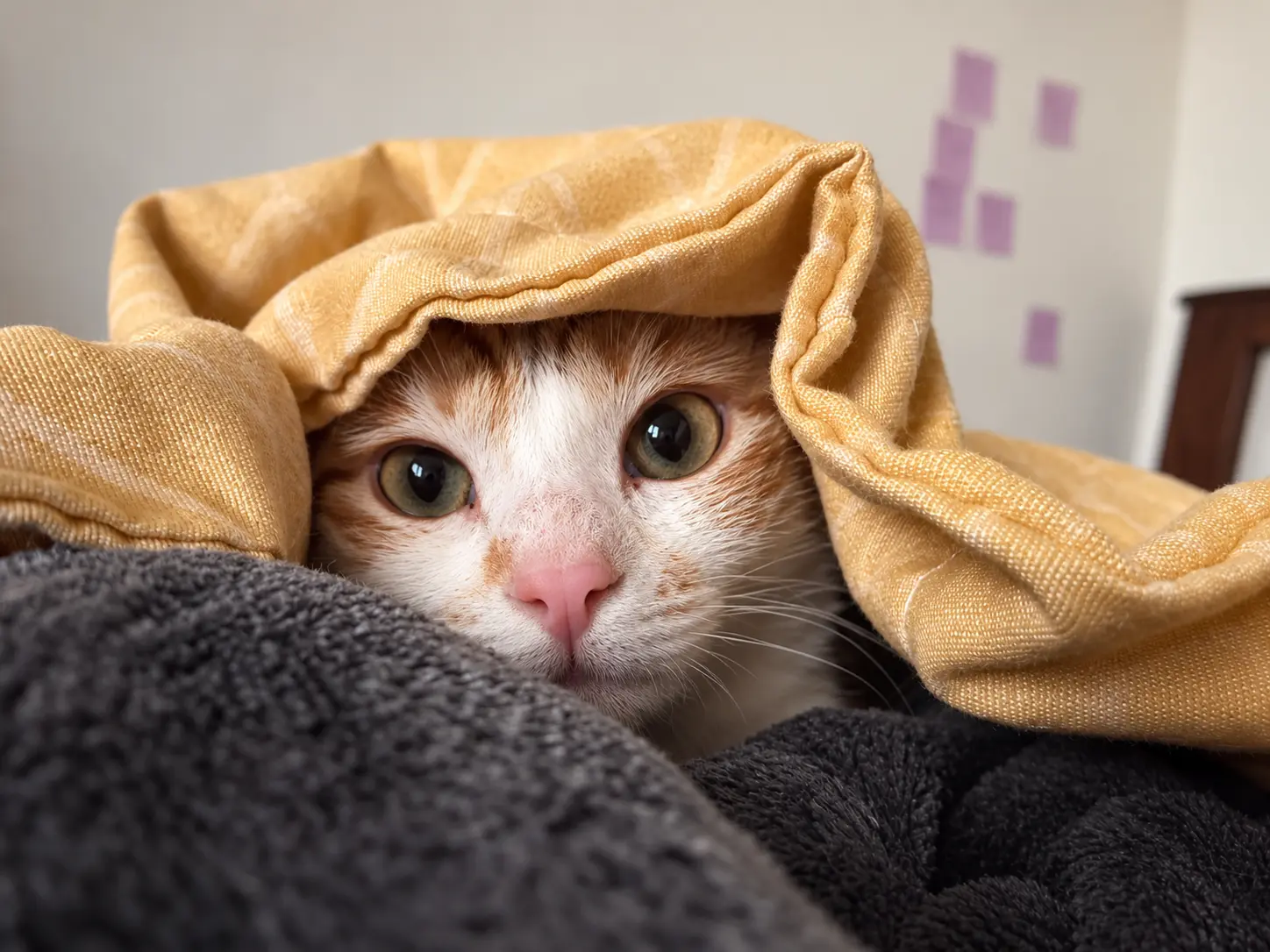 Momo peeking out from beneath a blanket